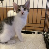 2023年9月3日八千代店に参加する美浜ねこの会の保護猫10