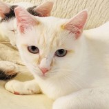 2023年9月3日八千代店に参加する美浜ねこの会の保護猫12