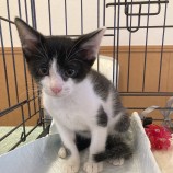 2023年9月3日八千代店に参加する美浜ねこの会の保護猫13