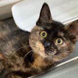 2023年8月27日吉岡店に参加する猫のへやの保護猫01