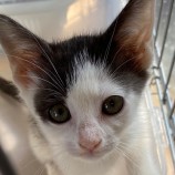 2023年8月27日吉岡店に参加する猫のへやの保護猫04