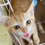 2023年8月27日吉岡店に参加する猫のへやの保護猫05