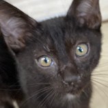 2023年8月27日吉岡店に参加する猫のへやの保護猫07