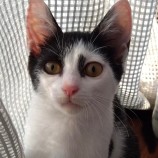 2023年8月27日吉岡店に参加する猫のへやの保護猫08