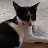 2023年8月27日吉岡店に参加する猫のへやの保護猫09