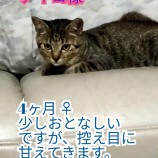 2023年9月10日荒川沖店に参加するTeam.ホーリーキャットの保護猫05