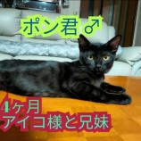 2023年9月10日荒川沖店に参加するTeam.ホーリーキャットの保護猫06