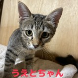 2023年9月10日荒川沖店に参加するTeam.ホーリーキャットの保護猫11