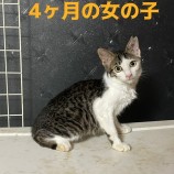 2023年9月10日荒川沖店に参加するTeam.ホーリーキャットの保護猫12