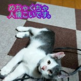 2023年9月10日荒川沖店に参加するTeam.ホーリーキャットの保護猫15
