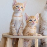 9月24日荒川沖店に参加する犬猫物語の保護猫08