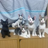 9月24日千葉店に参加するねこけん千葉支部の保護猫10