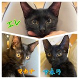 9月24日千葉店に参加するねこけん千葉支部の保護猫12