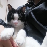 2023年9月17日千代田店に参加するSONA DORASの保護猫03
