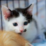 2023年9月17日東大宮店に参加するNPO法人Happy-Wildcatsの保護猫01