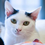 2023年9月17日東大宮店に参加するNPO法人Happy-Wildcatsの保護猫02