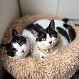 2023年9月10日ひたちなか店に参加するネコスペ事務局の保護猫01