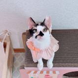 2023年9月10日ひたちなか店に参加するネコスペ事務局の保護猫04