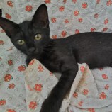 2023年9月10日ひたちなか店に参加するネコスペ事務局の保護猫05