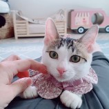 2023年9月10日ひたちなか店に参加するネコスペ事務局の保護猫06