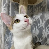 2023年9月10日ひたちなか店に参加するネコスペ事務局の保護猫07