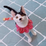 2023年9月10日ひたちなか店に参加するネコスペ事務局の保護猫09