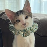 2023年9月10日ひたちなか店に参加するネコスペ事務局の保護猫10