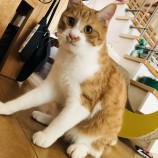 2023年9月10日ひたちなか店に参加するネコスペ事務局の保護猫12