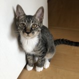 2023年9月10日ひたちなか店に参加するネコスペ事務局の保護猫16