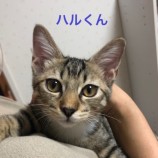 2023年9月10日ひたちなか店に参加するネコスペ事務局の保護猫17