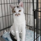 2023年9月10日ひたちなか店に参加するネコスペ事務局の保護猫22