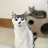 2023年9月17日ひたちなか店に参加するNPO法人動物愛護団体LYSTAの保護猫02