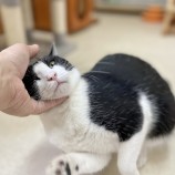 2023年9月17日ひたちなか店に参加するNPO法人動物愛護団体LYSTAの保護猫06