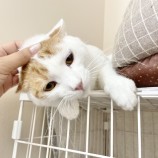 2023年9月17日ひたちなか店に参加するNPO法人動物愛護団体LYSTAの保護猫07