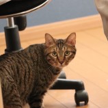 2023年9月17日君津店に参加する猫レンジャーの保護猫09