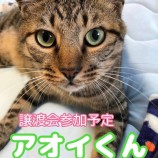9月23日千葉店に参加する富津ねこネットの保護猫03
