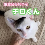 9月23日千葉店に参加する富津ねこネットの保護猫04