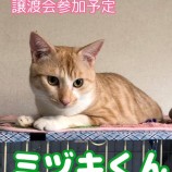 9月23日千葉店に参加する富津ねこネットの保護猫06