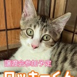 9月23日千葉店に参加する富津ねこネットの保護猫08