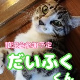 9月23日千葉店に参加する富津ねこネットの保護猫11