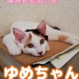 9月23日千葉店に参加する富津ねこネットの保護猫13