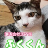 9月23日千葉店に参加する富津ねこネットの保護猫14