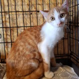 2023年9月17日古河店に参加する一般社団法人にゃんこの大冒険の保護猫01