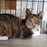 2023年9月17日古河店に参加する一般社団法人にゃんこの大冒険の保護猫02