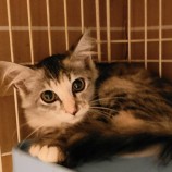 2023年9月17日古河店に参加する一般社団法人にゃんこの大冒険の保護猫03