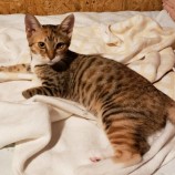 2023年9月17日古河店に参加する一般社団法人にゃんこの大冒険の保護猫05