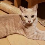 2023年9月17日古河店に参加する一般社団法人にゃんこの大冒険の保護猫09