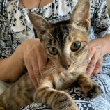 2023年9月17日古河店に参加する一般社団法人にゃんこの大冒険の保護猫10