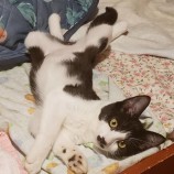 2023年9月17日古河店に参加する一般社団法人にゃんこの大冒険の保護猫12