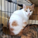 2023年9月17日古河店に参加する一般社団法人にゃんこの大冒険の保護猫13